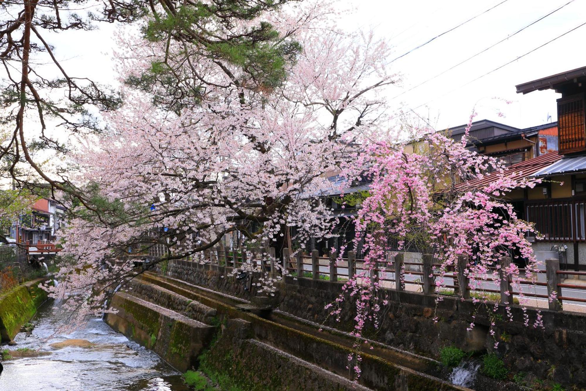 高山ステイ 柊 Apartment Exterior photo